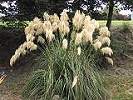 Ornamental grasses