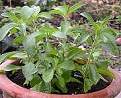 Stevia Rebaudiana one of the many (over 270) herb seeds available