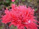 Papaver somniferum poppy seeds