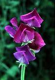Heirloom sweet peas, exhibition varieties and garden sweet peas