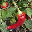 chilli and sweet pepper seeds
